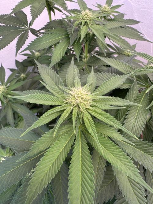 Living Soil - Secret Kush Cross. Week 9