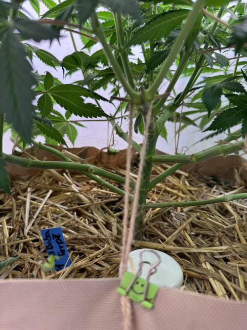 Living Soil - Secret Kush Cross. Week 9