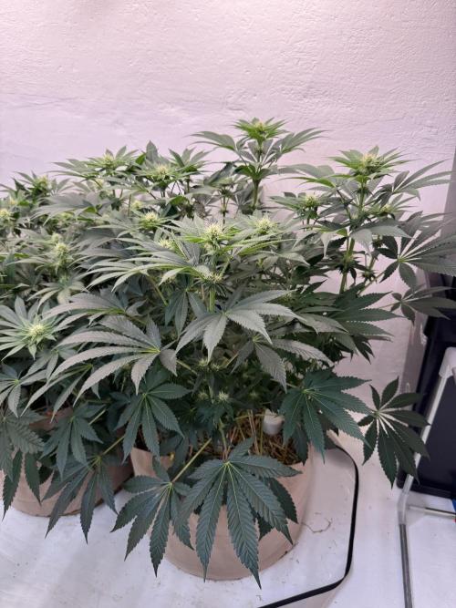 Living Soil - Aficionado MJ‘25. Week 9