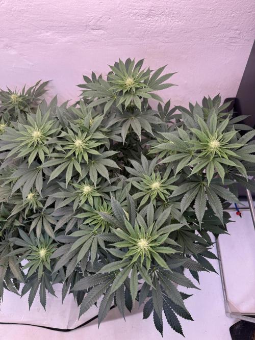 Living Soil - Aficionado MJ‘25. Week 9