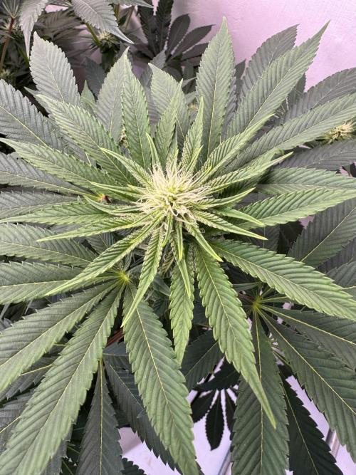 Living Soil - Aficionado MJ‘25. Week 9