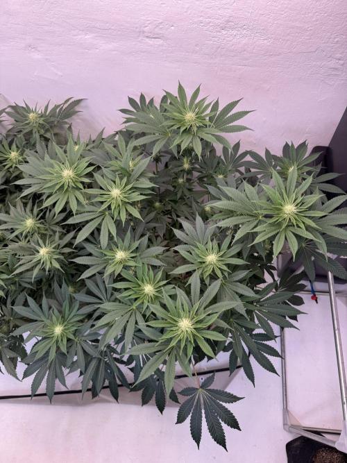 Living Soil - Aficionado MJ‘25. Week 9 - Nach dem beschneiden 