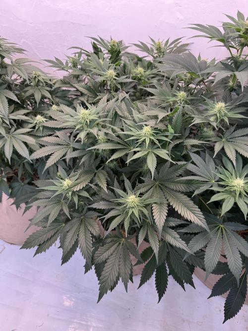 Living Soil - Aficionado 2nd MJ‘25. Week 9