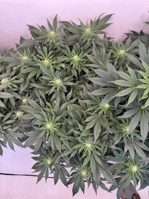 Living Soil - Aficionado 2nd MJ‘25. Week 9