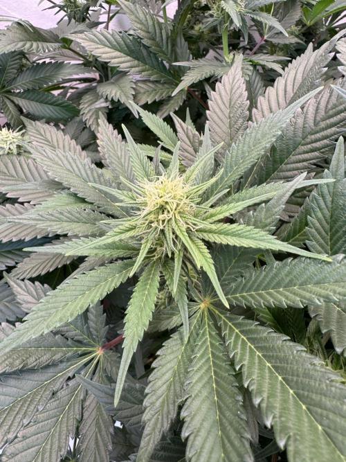 Living Soil - Aficionado 2nd MJ‘25. Week 9