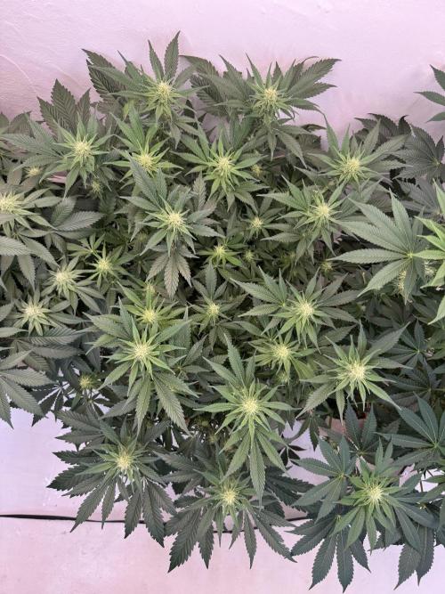 Living Soil - Aficionado 2nd MJ‘25. Week 9 - Nach dem beschneiden 