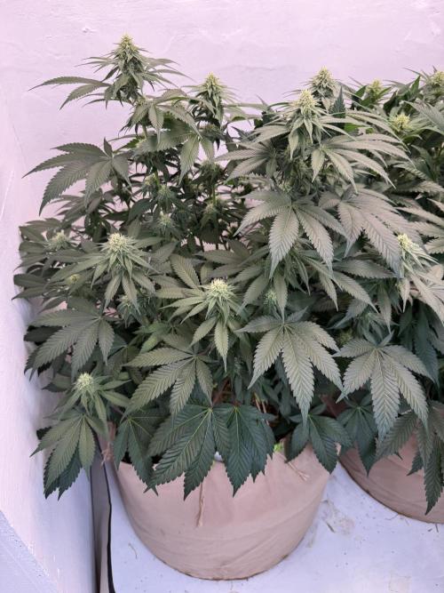 Living Soil - Secret Kush Cross. Week 10