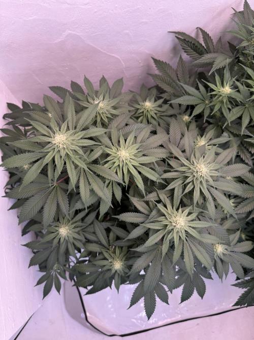 Living Soil - Secret Kush Cross. Week 10