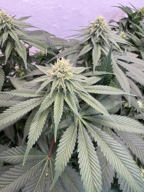 Living Soil - Secret Kush Cross. Week 10