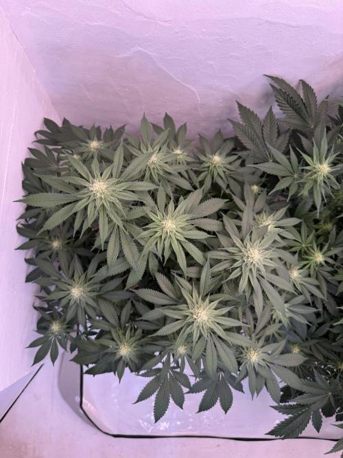 Living Soil - Secret Kush Cross. Week 10 - Nach dem entlauben