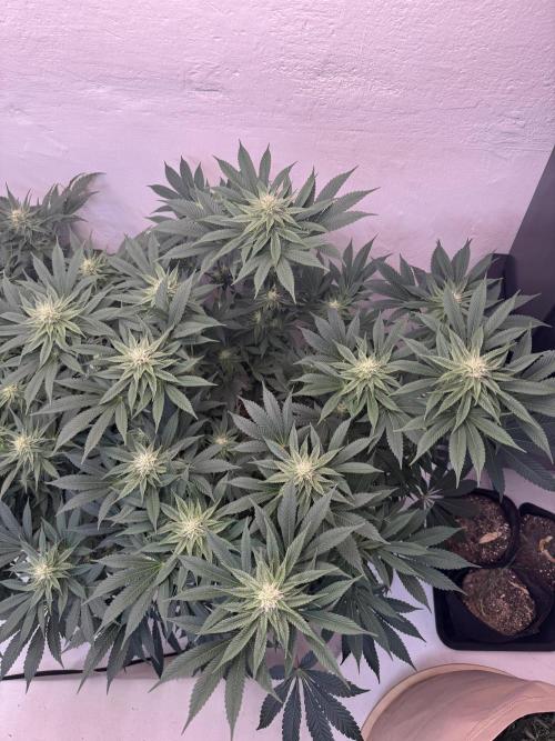 Living Soil - Aficionado MJ‘25. Week 10