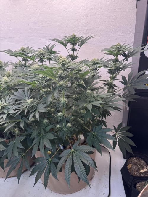 Living Soil - Aficionado MJ‘25. Week 10