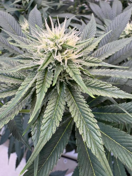 Living Soil - Aficionado MJ‘25. Week 10