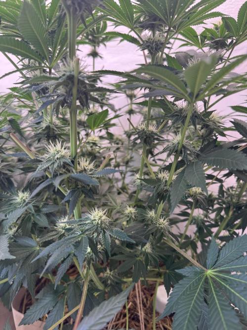 Living Soil - Aficionado MJ‘25. Week 10