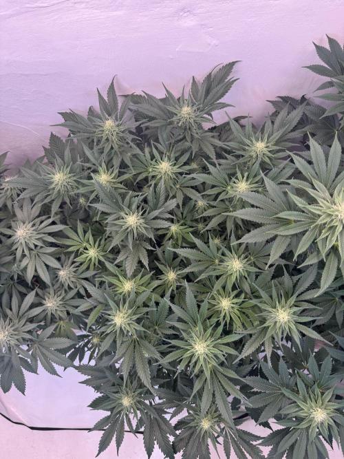 Living Soil - Aficionado 2nd MJ‘25. Week 10