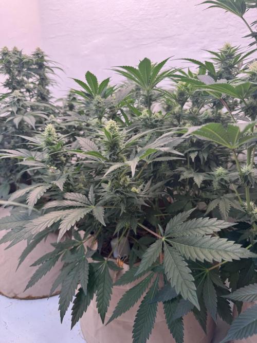 Living Soil - Aficionado 2nd MJ‘25. Week 10