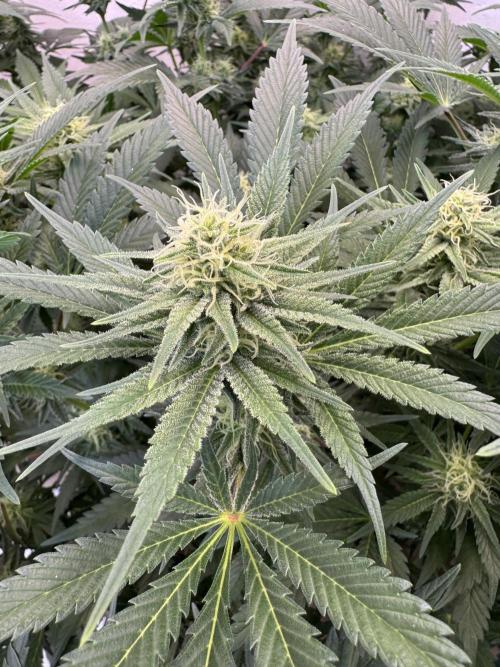 Living Soil - Aficionado 2nd MJ‘25. Week 10