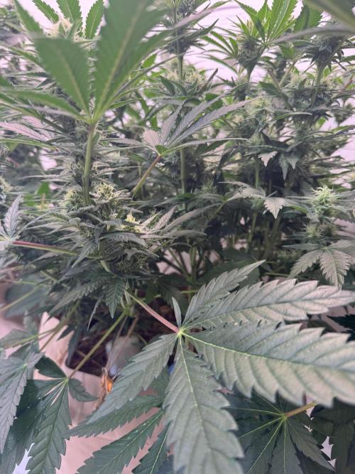 Living Soil - Aficionado 2nd MJ‘25. Week 10