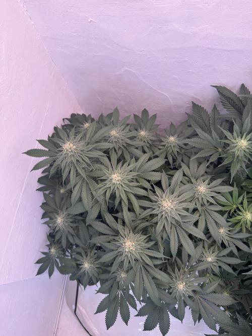 Living Soil - Secret Kush Cross. Week 11