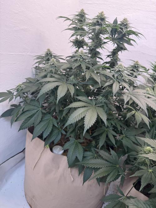 Living Soil - Secret Kush Cross. Week 11