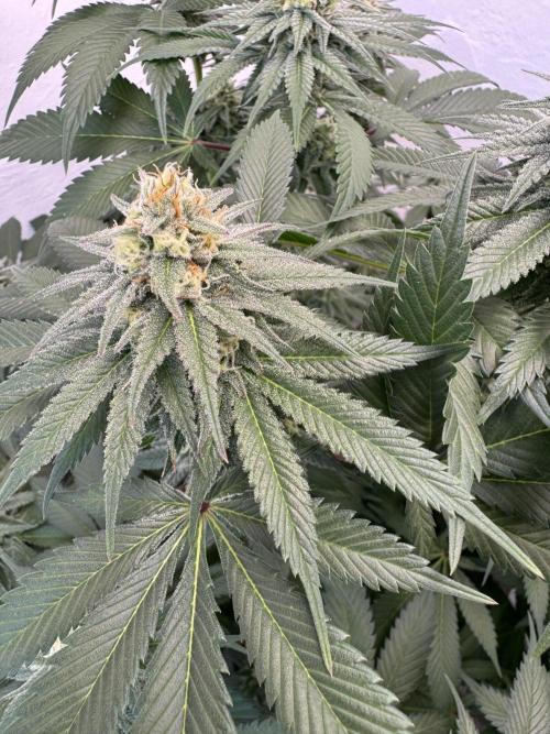 Living Soil - Secret Kush Cross. Week 11