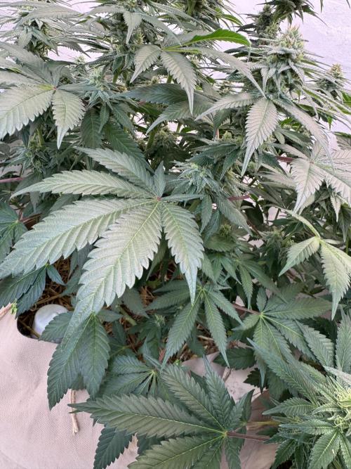 Living Soil - Secret Kush Cross. Week 11