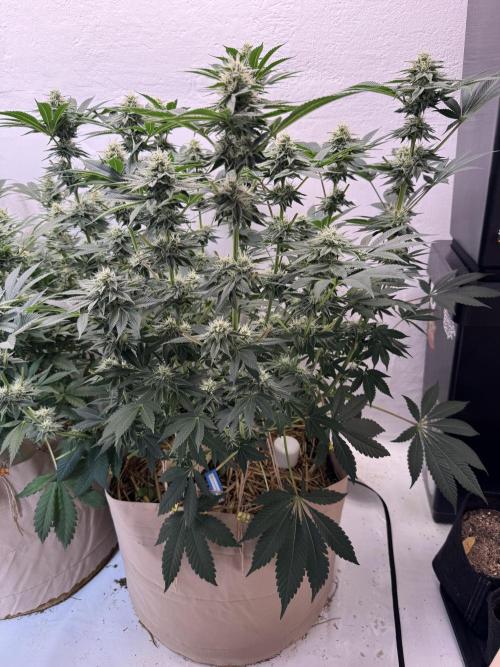 Living Soil - Aficionado MJ‘25. Week 11