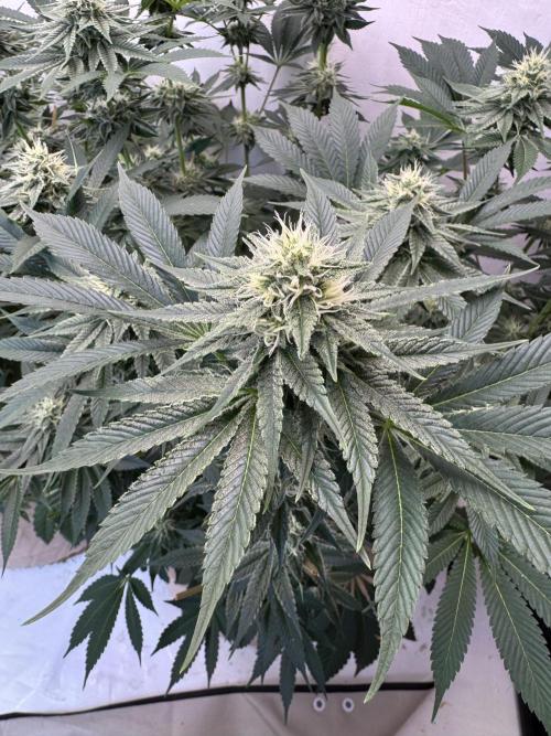 Living Soil - Aficionado MJ‘25. Week 11