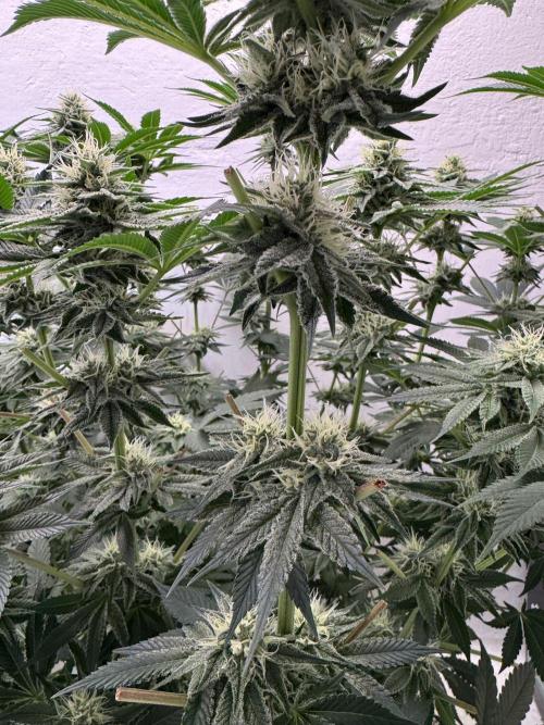 Living Soil - Aficionado MJ‘25. Week 11