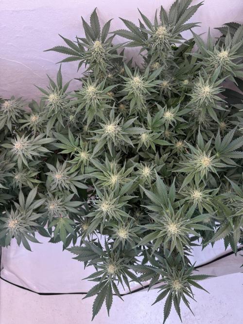 Living Soil - Aficionado 2nd MJ‘25. Week 11