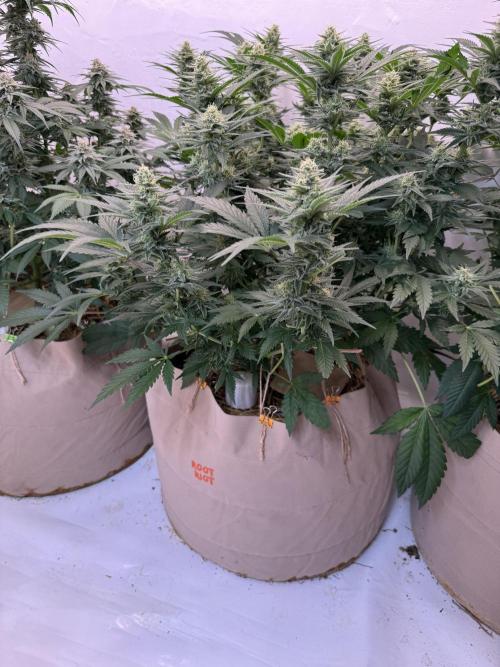 Living Soil - Aficionado 2nd MJ‘25. Week 11