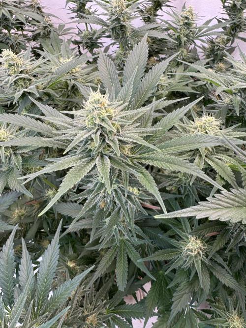 Living Soil - Aficionado 2nd MJ‘25. Week 11