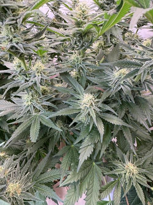 Living Soil - Aficionado 2nd MJ‘25. Week 11