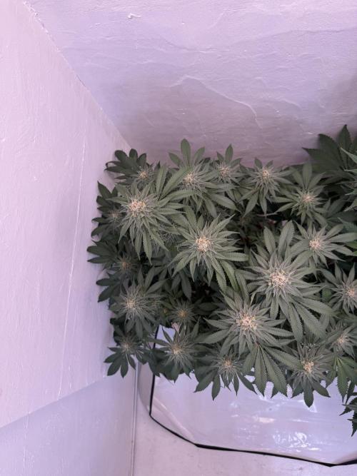 Living Soil - Secret Kush Cross. Week 12