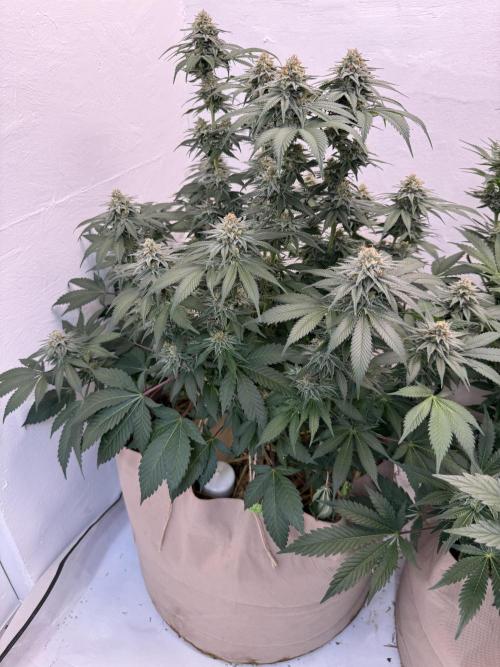 Living Soil - Secret Kush Cross. Week 12