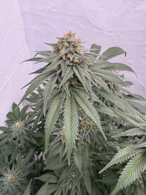 Living Soil - Secret Kush Cross. Week 12