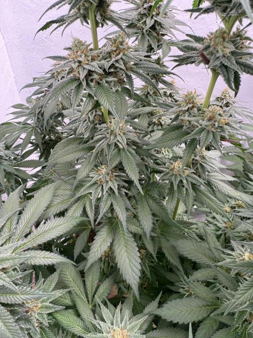 Living Soil - Secret Kush Cross. Week 12