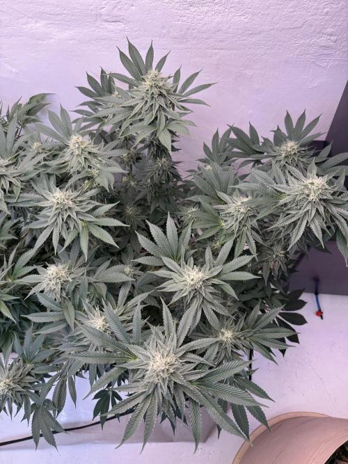 Living Soil - Aficionado MJ‘25. Week 12