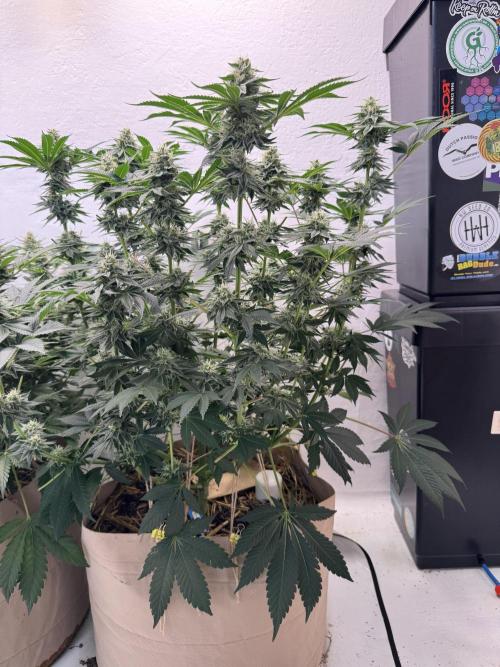 Living Soil - Aficionado MJ‘25. Week 12