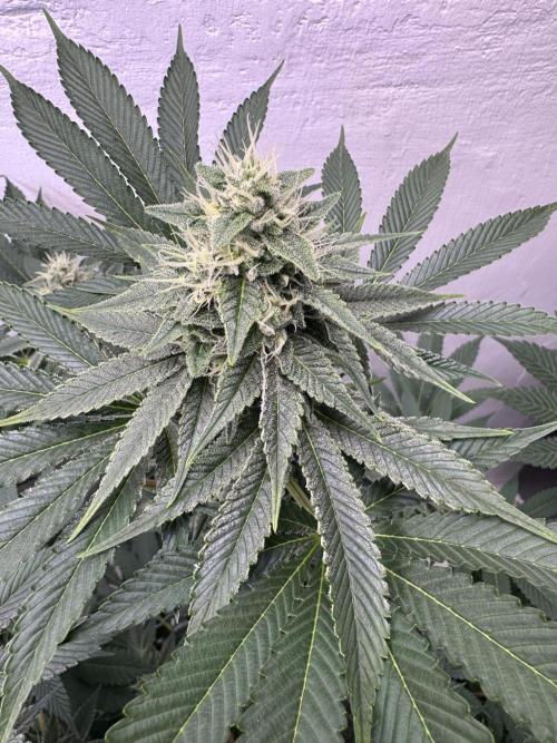 Living Soil - Aficionado MJ‘25. Week 12