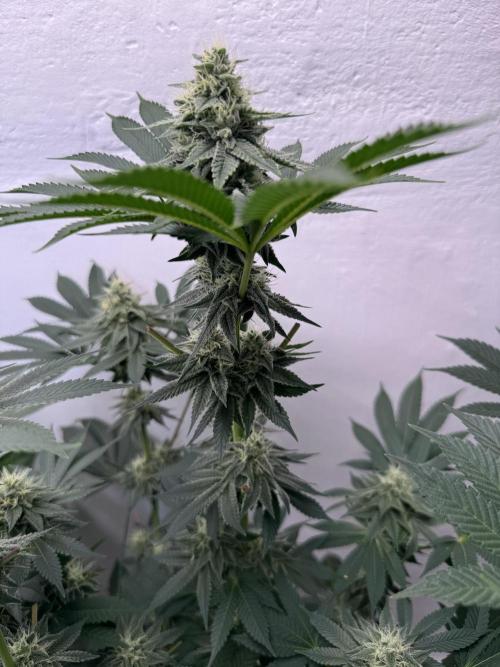 Living Soil - Aficionado MJ‘25. Week 12