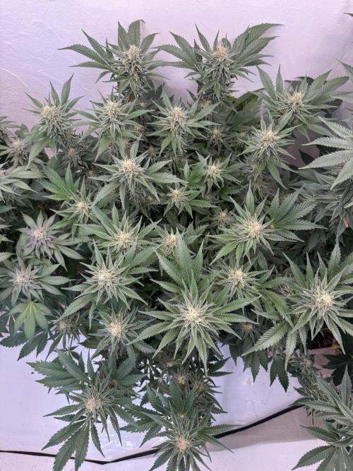 Living Soil - Aficionado 2nd MJ‘25. Week 12