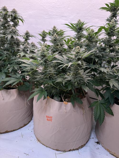 Living Soil - Aficionado 2nd MJ‘25. Week 12