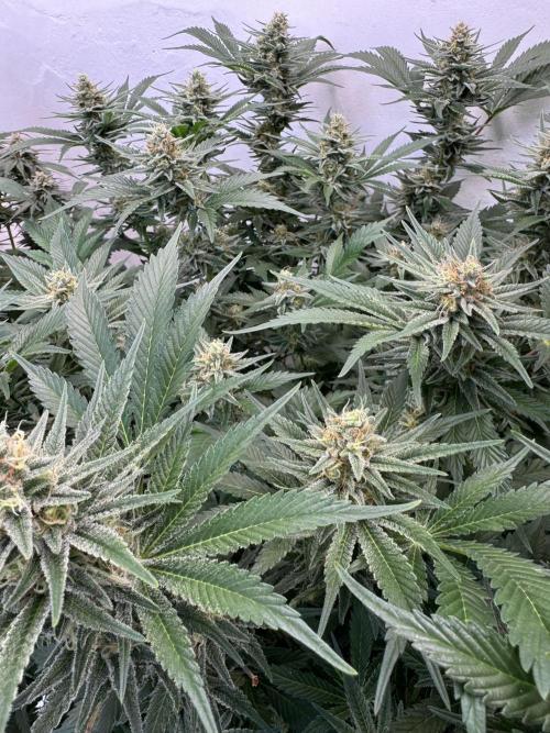 Living Soil - Aficionado 2nd MJ‘25. Week 12