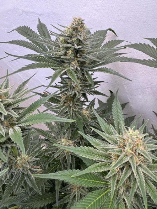 Living Soil - Aficionado 2nd MJ‘25. Week 12