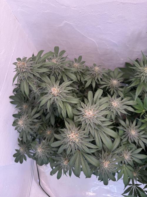 Living Soil - Secret Kush Cross. Week 13