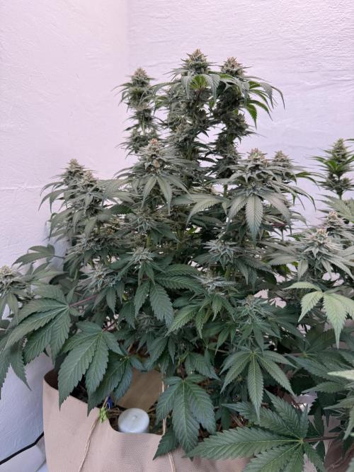 Living Soil - Secret Kush Cross. Week 13