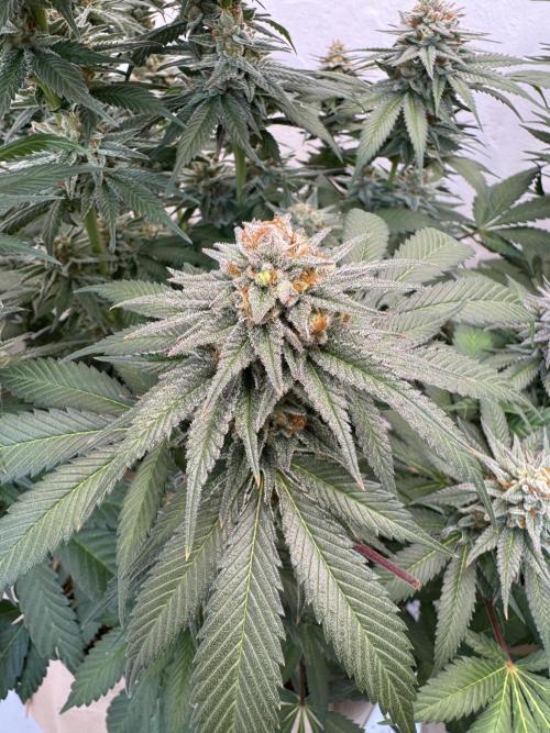 Living Soil - Secret Kush Cross. Week 13