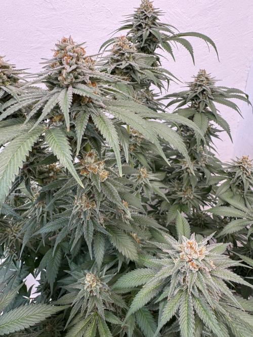 Living Soil - Secret Kush Cross. Week 13