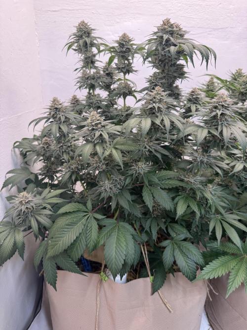 Living Soil - Secret Kush Cross. Week 14